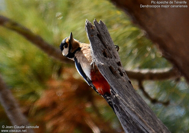 Great Spotted Woodpecker (canariensis), feeding habits