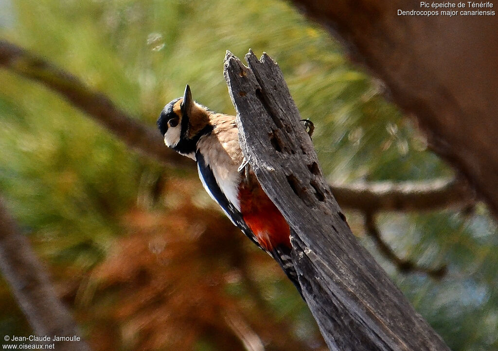 Great Spotted Woodpecker (canariensis), feeding habits