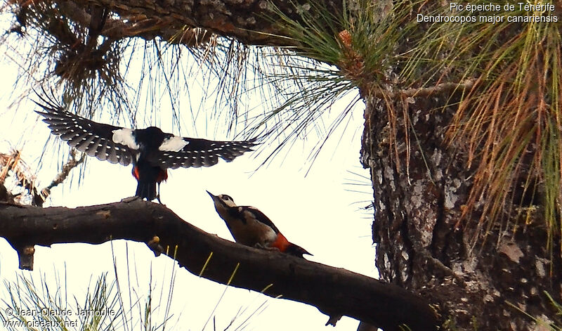 Great Spotted Woodpecker (canariensis), Flight, Behaviour