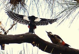 Great Spotted Woodpecker (canariensis)