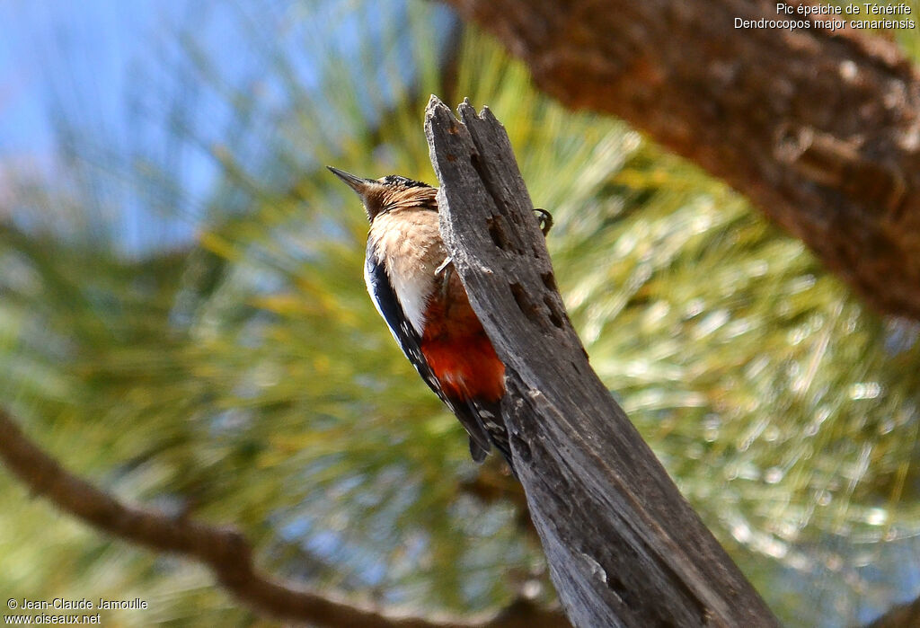 Great Spotted Woodpecker (canariensis), feeding habits, Behaviour