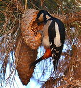 Great Spotted Woodpecker (canariensis)