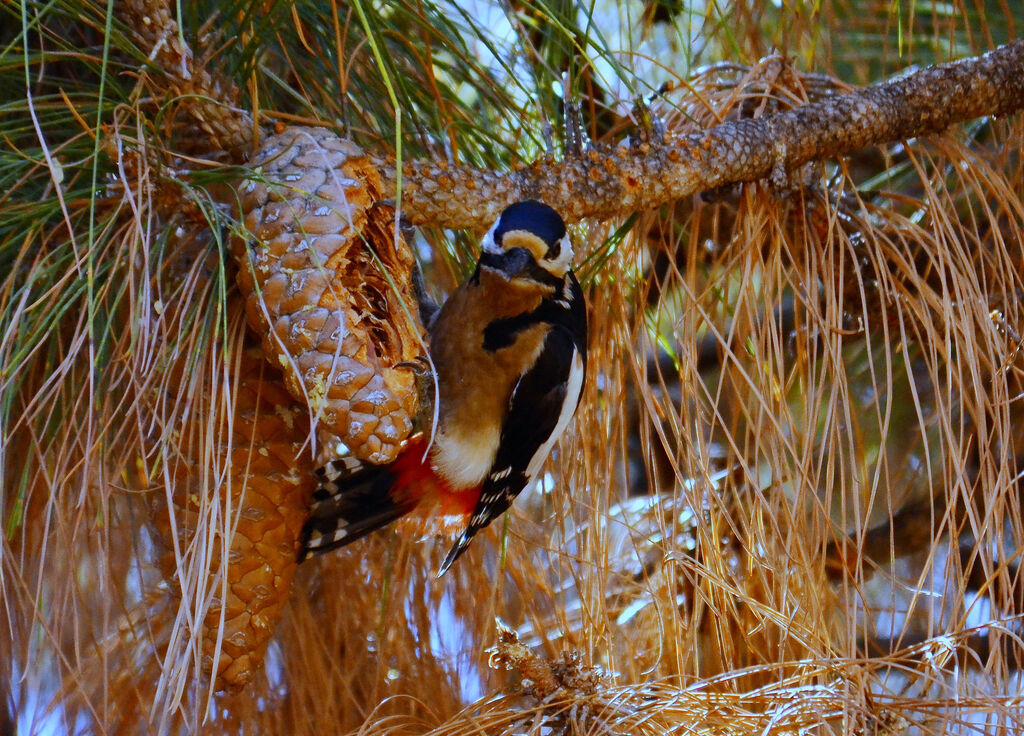 Great Spotted Woodpecker (canariensis)