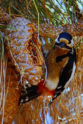 Great Spotted Woodpecker (canariensis)