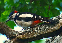 Great Spotted Woodpecker