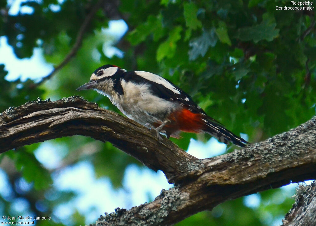 Great Spotted Woodpecker male adult