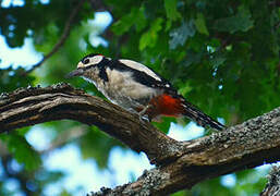 Great Spotted Woodpecker