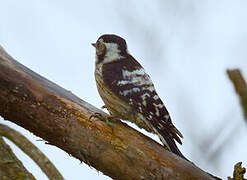 Lesser Spotted Woodpecker