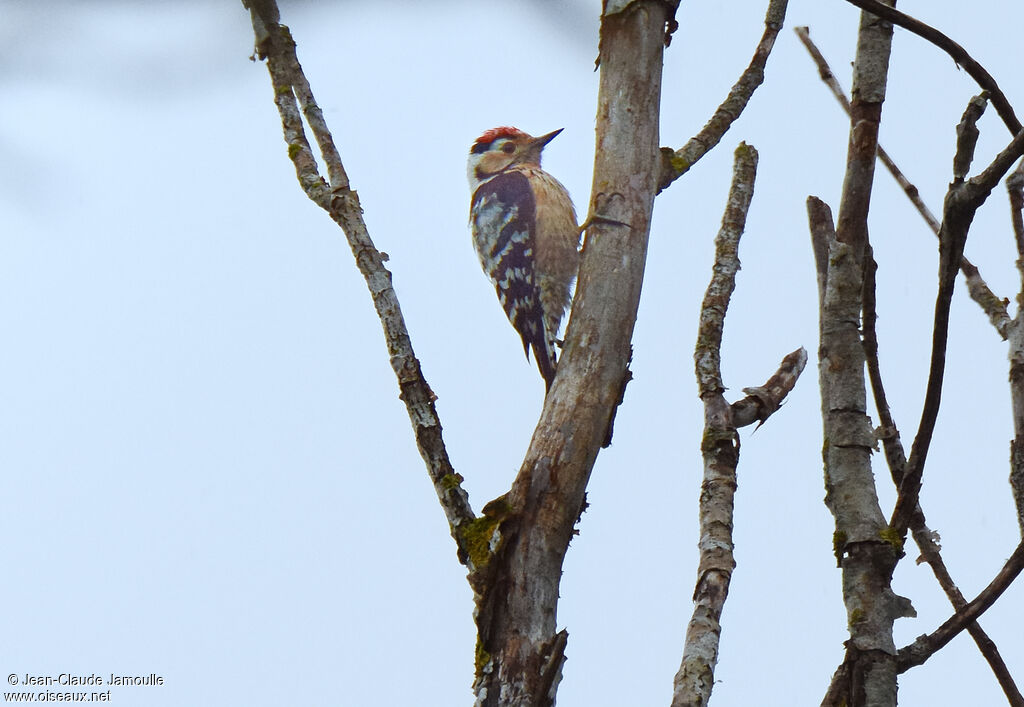 Lesser Spotted Woodpecker male adult