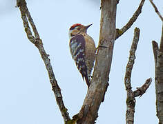 Lesser Spotted Woodpecker