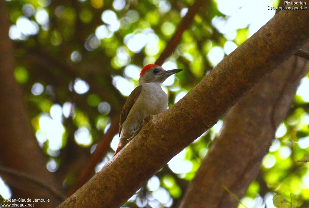 African Grey Woodpecker male adult, Behaviour