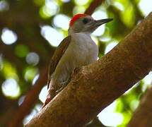 African Grey Woodpecker