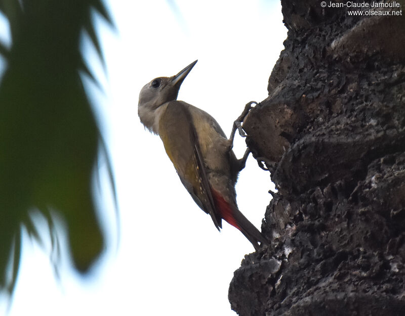 African Grey Woodpecker female
