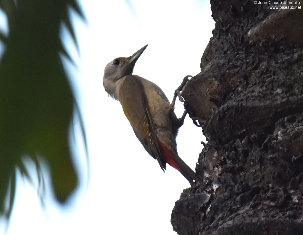 African Grey Woodpecker female