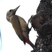 African Grey Woodpecker