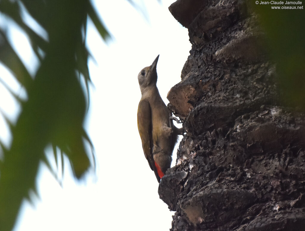 African Grey Woodpecker female