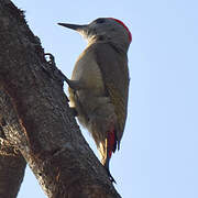 African Grey Woodpecker