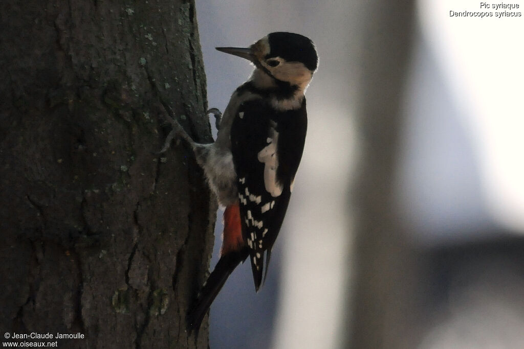 Syrian Woodpecker female adult, Behaviour