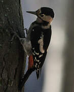 Syrian Woodpecker