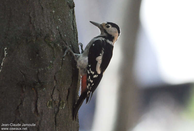 Syrian Woodpecker female adult, Behaviour