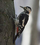 Syrian Woodpecker