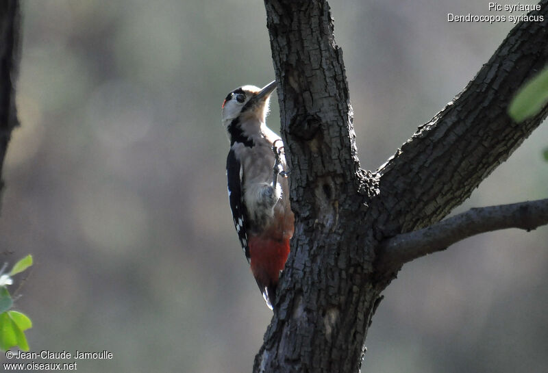 Syrian Woodpecker male adult, Behaviour