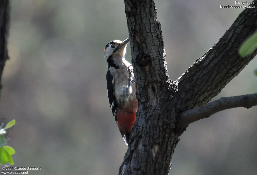 Syrian Woodpecker male adult, Behaviour