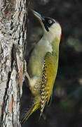 European Green Woodpecker