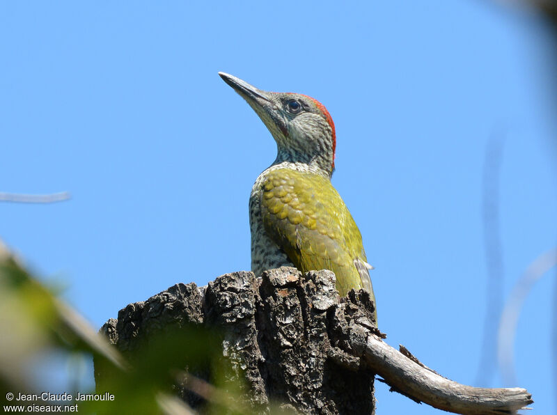 European Green Woodpecker female juvenile