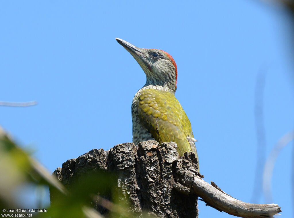 European Green Woodpecker female juvenile