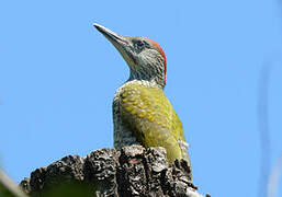 European Green Woodpecker