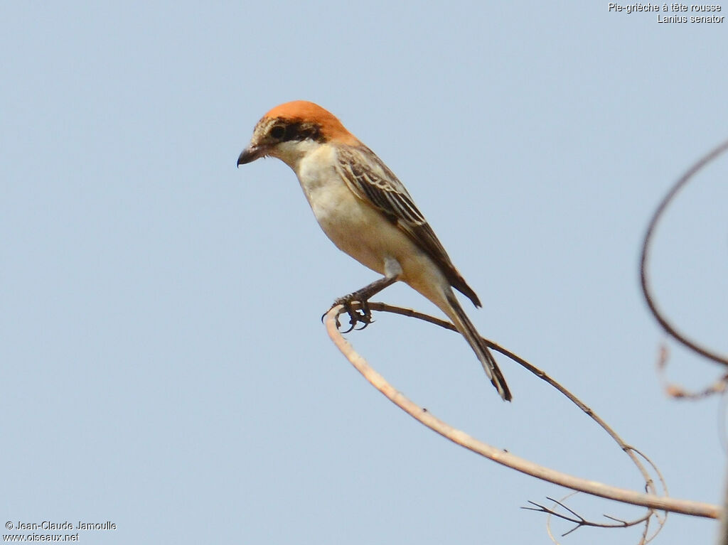 Woodchat Shrikeimmature, identification