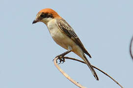 Woodchat Shrike