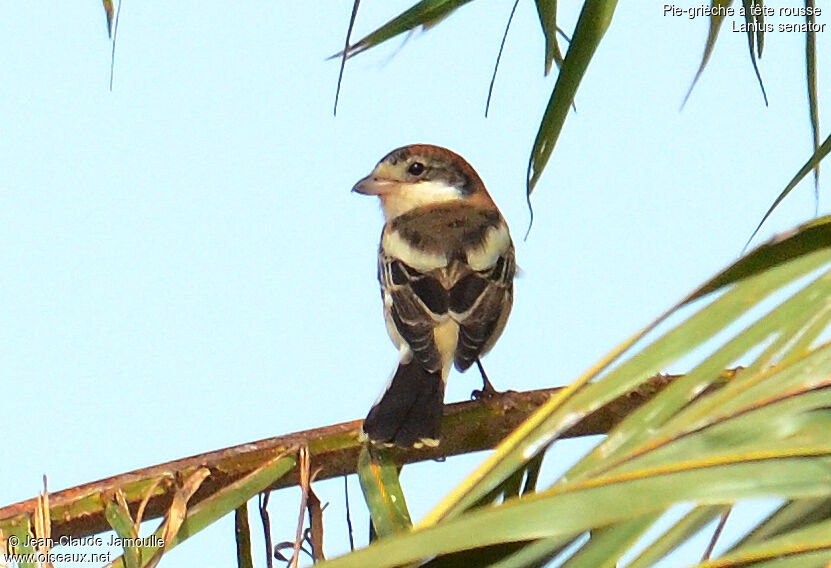 Woodchat Shrike female