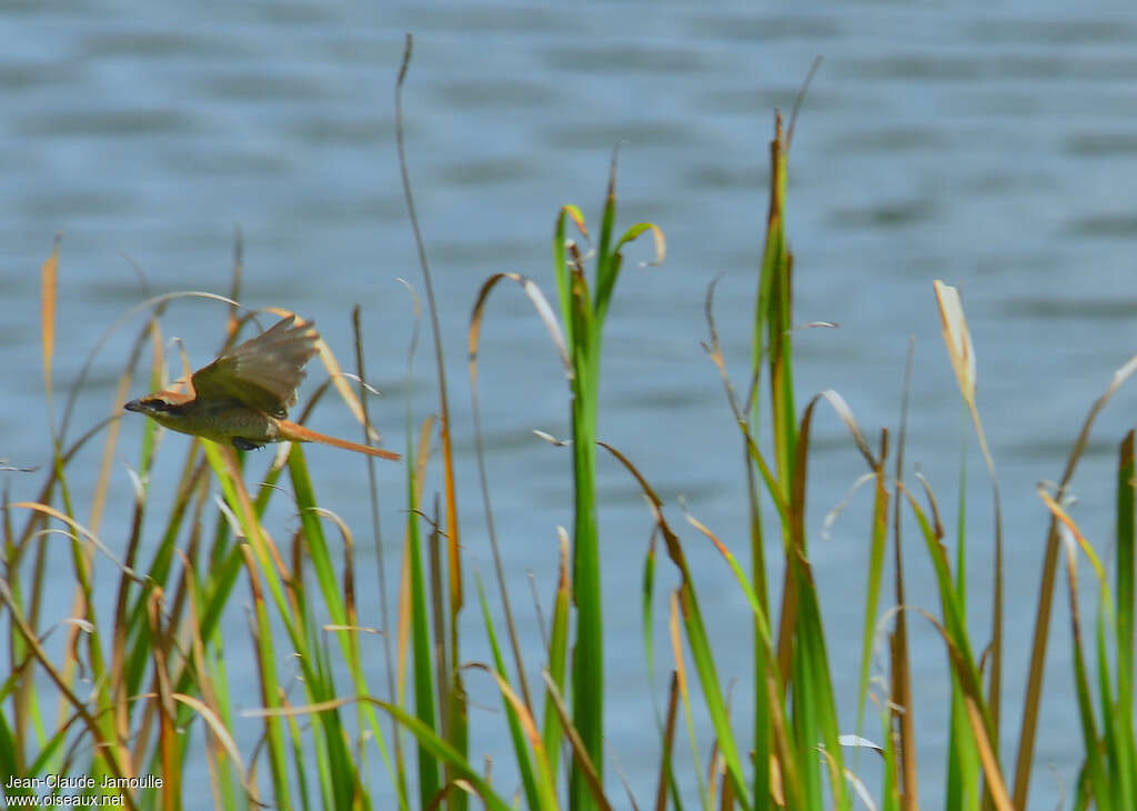 Brown Shrikeadult, Flight