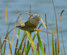 Brown Shrike