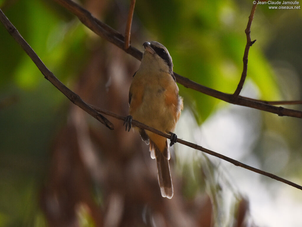 Brown Shrike