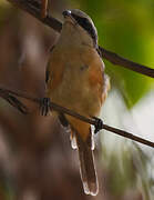 Brown Shrike