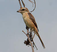 Brown Shrike