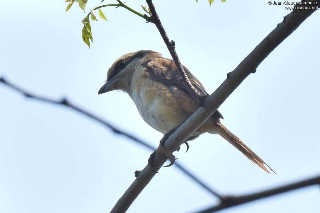 Brown Shrikejuvenile