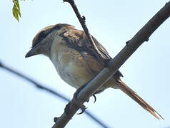 Brown Shrike