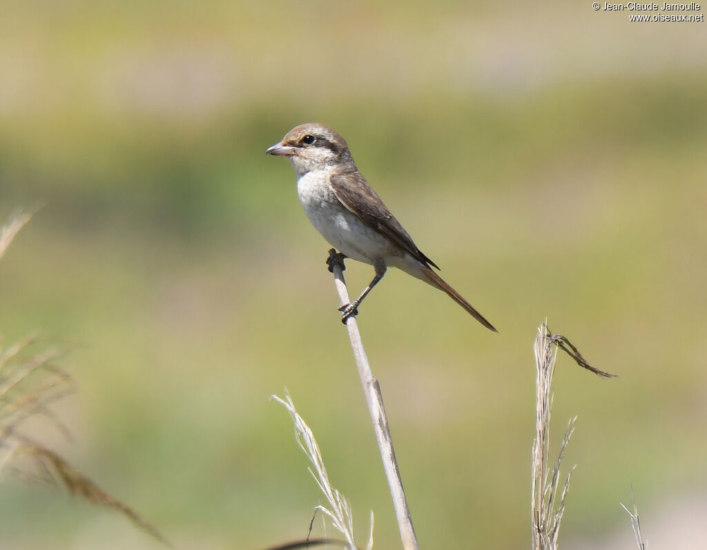 Red-tailed Shrike