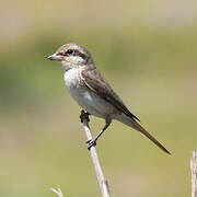 Red-tailed Shrike