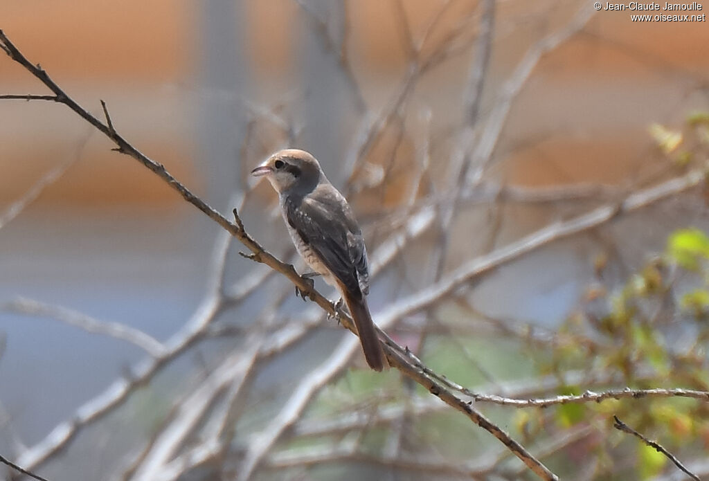 Red-tailed Shrike