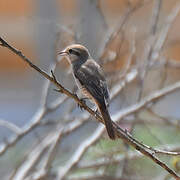 Red-tailed Shrike