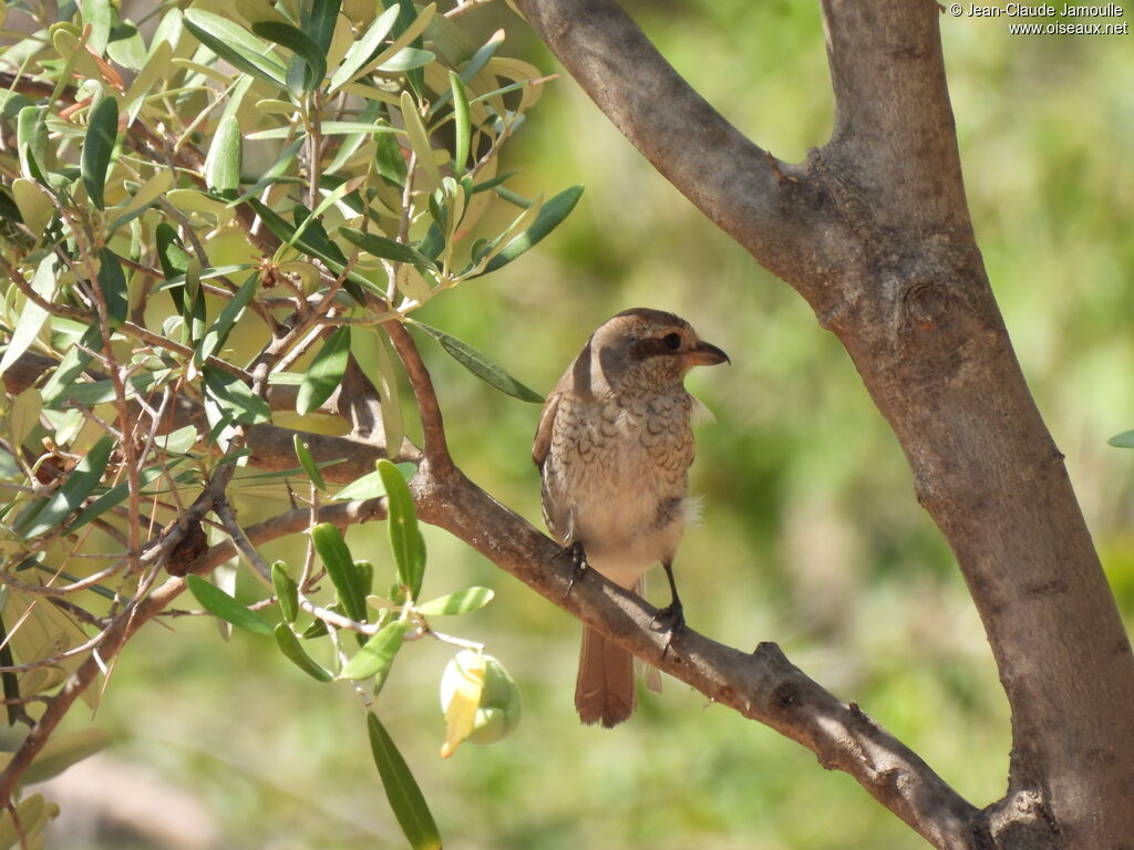 Red-backed Shrike female adult