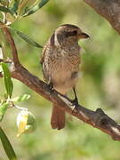 Red-backed Shrike