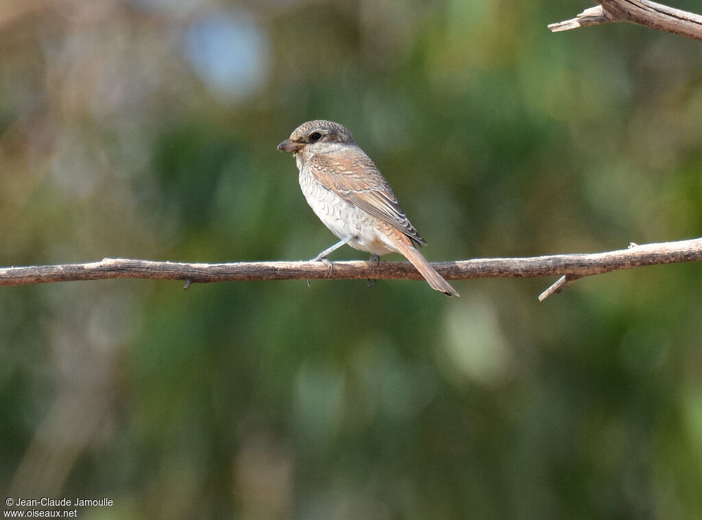 Red-backed Shrikejuvenile