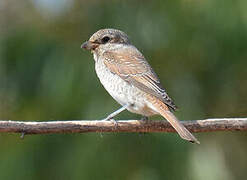 Red-backed Shrike