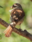 Red-backed Shrike